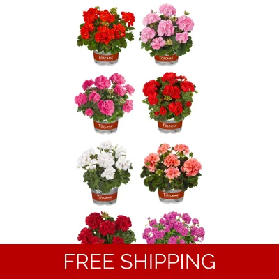 Geranium Trend (Upright)